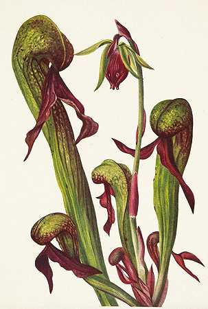 加州猪笼草。加州蚕蛹`California Pitcherplant. Chrysamphora californica (1925) by Mary Vaux Walcott