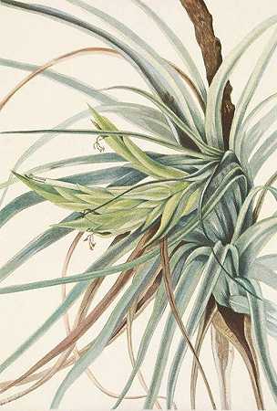 提兰西亚。束状铁兰`Tillandsia. Tillandsia fasciculata (1925) by Mary Vaux Walcott