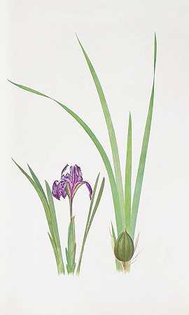 这是一种耦合`Iris kumaonensis (1913) by William Rickatson Dykes