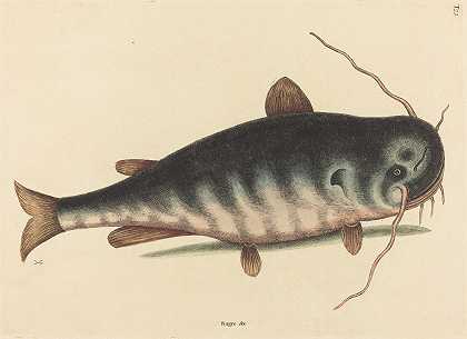 猫鱼（鲶鱼）`The Cat Fish (Silurus catus) (1754) by Mark Catesby