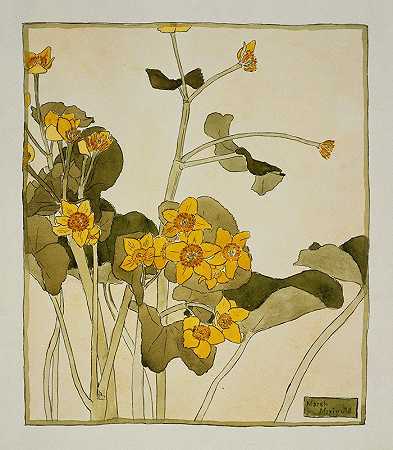 马什万寿菊`Marsh Marigold (circa 1915) by Hannah Borger Overbeck