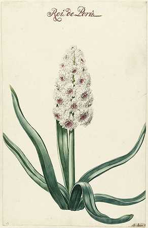 白风信子`Witte hyacint (1720 ~ 1729) by Hendrik Budde