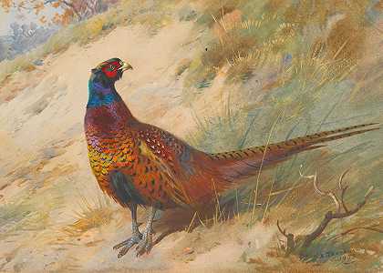 野鸡`Pheasant (1933) by Archibald Thorburn