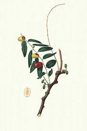 长方形水果枣。[酸枣]`Giuggiola a frutto oblongo. [Ziziphus vulgaris ; Jujube] (1817~1839) by Giorgio Gallesio