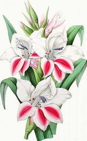 唐菖蒲`Gladiolus, Berthe Rabourdin (1852~1861)