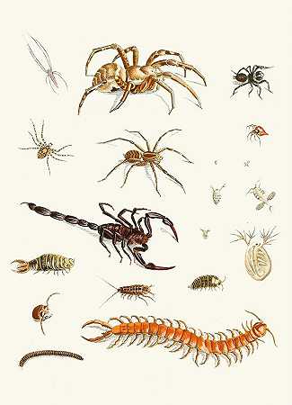 苏尔泽博士《昆虫简史》，第29页`Dr. Sulzers Short History of Insects, Pl. 29 (1776) by Johann Heinrich Sulzer