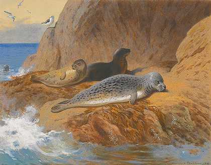 灰海豹和港湾海豹休息`Grey And Harbour Seals At Rest (1912) by Archibald Thorburn