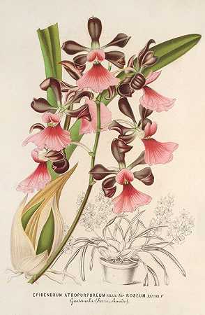 玫瑰变种`Epidendrum atropurpureum, var. roseum (1854~1896) by Charles Antoine Lemaire
