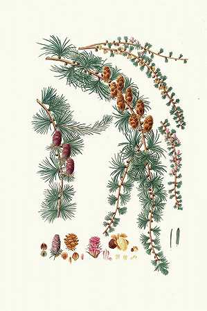 落叶松=黑落叶松`Pinus pendula = Black larch (1837) by Aylmer Bourke Lambert