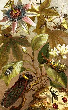 昆虫、蜈蚣和蜘蛛Pl 19`Die Insekten, Tausendfüssler und Spinnen Pl 19 (1877) by Alfred Edmund Brehm