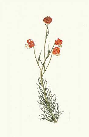 野百合`Lilium Pyrenaicum (1834) by Priscilla Susan Bury