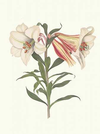 日本百合。`Lilium Japonicum. (1834) by Priscilla Susan Bury