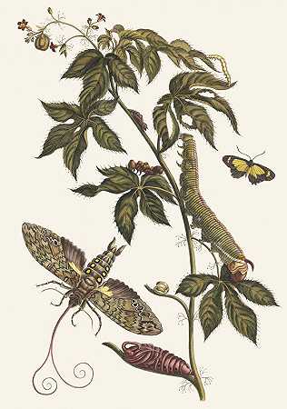 蓖麻属植物d美洲`Ricinus dAmerique (1705) by Maria Sibylla Merian