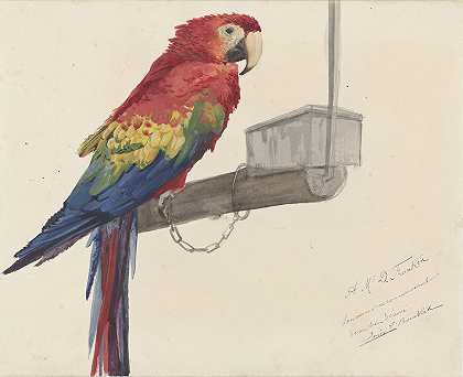 鹦鹉`Parrot (1879) by Louis-Charles Bombled
