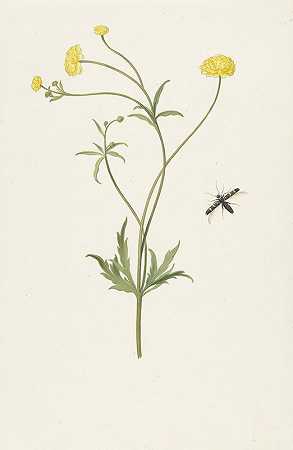 重瓣黄色毛茛和昆虫`Dubbele gele ranonkel en insekt (1664 ~ 1693) by Pieter Withoos