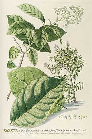 厚壳树属`Ehretia (1750~1773) by Georg Dionysius Ehret