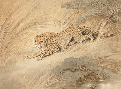 蹲着的猎豹`A Cheetah Crouching by a Pool by a Pool by Samuel Howitt