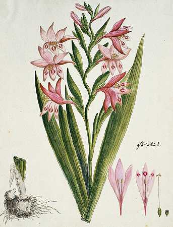 唐菖蒲D.德拉罗切夫（彩绘女士）`Gladiolus carneus D. Delarochev (Painted lady) (1777 ~ 1786) by Robert Jacob Gordon