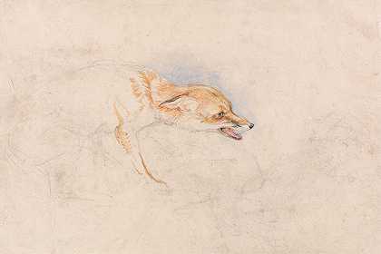 研究一只蹲着的狐狸，面朝右`Study of a Crouching Fox, Facing Right by John Frederick Lewis
