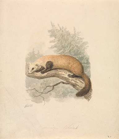 粪`Polecat (ca. 1817) by Samuel Howitt