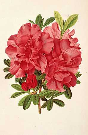 杜鹃花男爵德希克勒`Azalea baron de Schickler (1854~1896) by Charles Antoine Lemaire