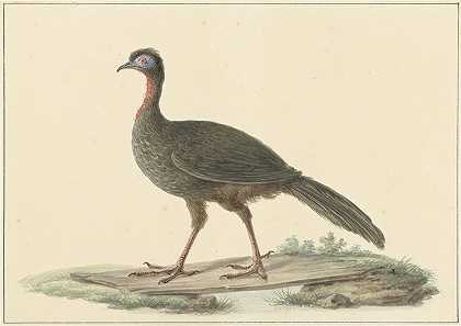 Marailsjakohoen（佩内洛普·马拉伊尔）`Marailsjakohoen (Penelope marail) (1759 ~ 1842) by Pieter Pietersz. Barbiers