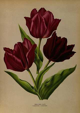 单瓣早期郁金香1。范德尼尔2。沃弗曼`Single Early Tulips 1.Van Der Neer 2.Wouwerman (1872~1881) by Arentine H. Arendsen