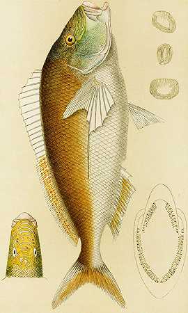 鱼六`Fishes VI (1885~1890) by Frederick McCoy