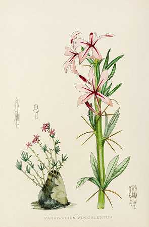 肉质厚荚草`Pachypodium Succulentum (1921) by Illtyd Buller Pole-Evans