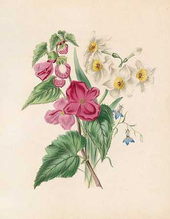 火星大鲵、水仙和蓝半边莲`Bignonia Martiana, Narcissus, And Blue Lobelia (1847) by James Ackerman