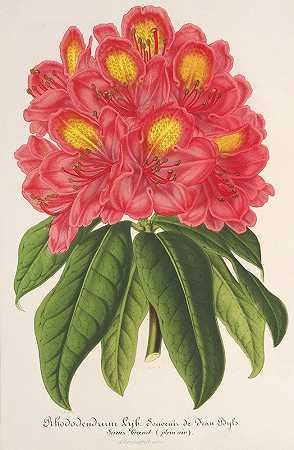 杜鹃花珍宝`Rhododendrum Souvenir de Jean Byls (1854~1896) by Charles Antoine Lemaire