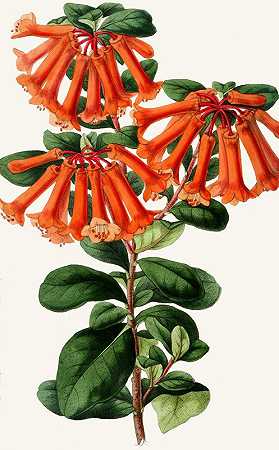 红杜鹃`Rhododendron retusum (1852~1861)