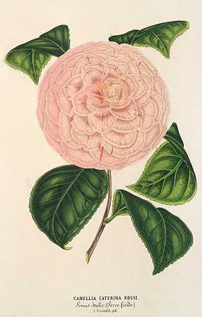茶花`Camellia Caterina Rossi (1854~1896) by Charles Antoine Lemaire