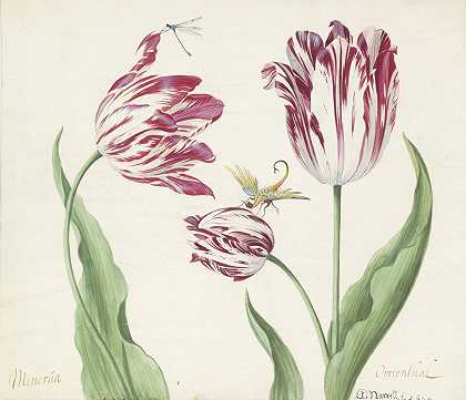 三朵郁金香配上少女和另一只昆虫`Drie tulpen met waterjuffer en een ander insect (1639) by Jacob Marrel