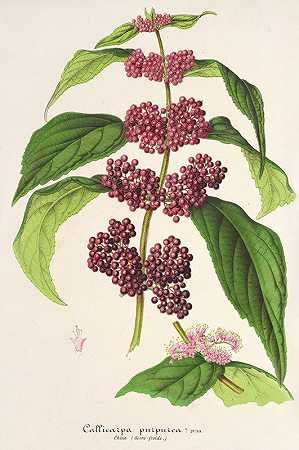 紫珠`Callicarpa purpurea (1854~1896) by Charles Antoine Lemaire