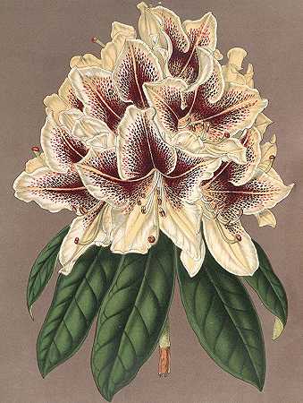 阿尔伯特杜鹃（hybride）`Rhododendrum Archiduc Albert (hybride) (1854~1896) by Charles Antoine Lemaire
