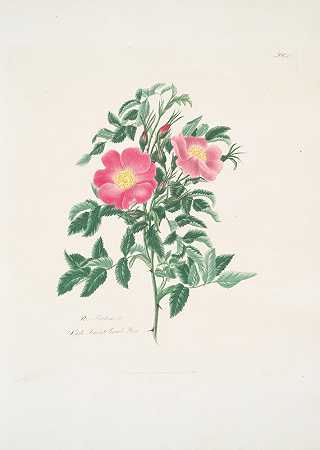 罗莎·卡罗琳娜2`Rosa carolina2 (1799) by Mary Lawrance