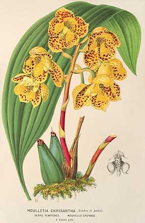 菊花胡勒提亚`Houlletia chrysantha (1854~1896) by Charles Antoine Lemaire