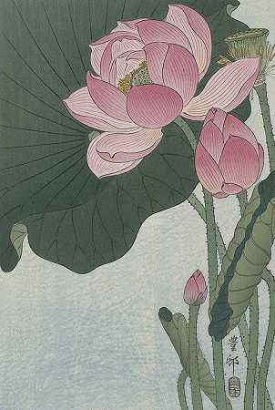 盛开的莲花`Blooming lotus flowers (1920 ~ 1930) by Ohara Koson