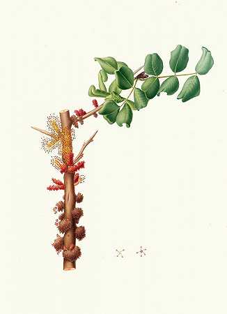 角豆雄花。[角豆花]`Fiore maschio di Carobbo. [Carob flower] (1817~1839) by Giorgio Gallesio