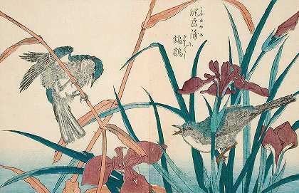 长有芦苇和鸢尾的芦苇莺`Reed Warbler with Reeds and Iris (circa 1830~1833) by Kitao Shigemasa