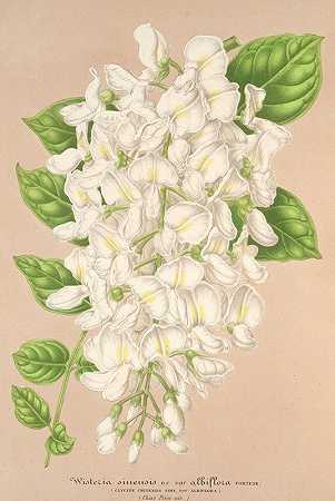 紫藤。白花变种`Wisteria sinensis DC. var. albiflora (1854~1896) by Charles Antoine Lemaire