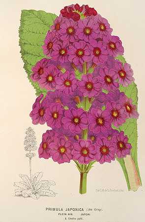 日本报春`Primula Japonica (1854~1896) by Charles Antoine Lemaire