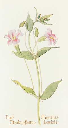粉红猴花`Pink Monkey Flower (1915) by Margaret Armstrong