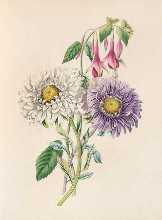 紫菀和紫红色`China~Aster And Fuchsia (1847) by James Ackerman