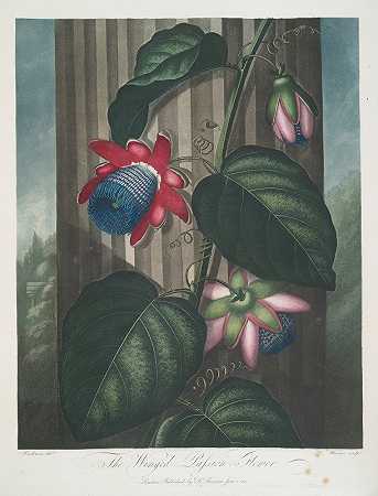 有翅膀的西番莲。`The Winged Passion~Flower. (1799–1807) by Robert John Thornton