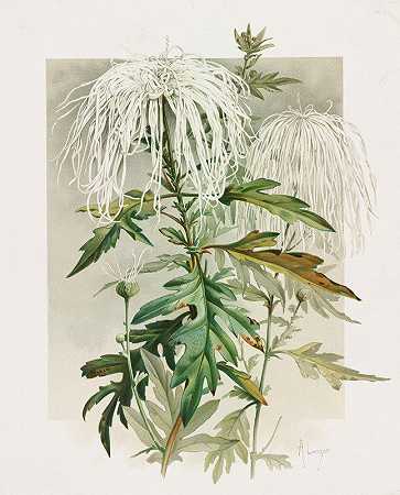 水母菊`Medusa Chrysanthemum (1885) by Alois Lunzer
