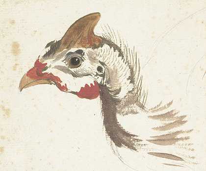 一只戴头盔的珍珠鸡的头`Head of a Helmeted Guineafowl (1720 ~ 1792) by Aert Schouman