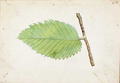 锯齿叶缘毛虫`Jagged Leaf Edge Caterpillar by Emma Beach Thayer