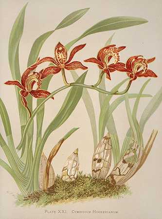 大花蕙兰`Cymbidium Hookerianum (1885) by Harriet Stewart Miner